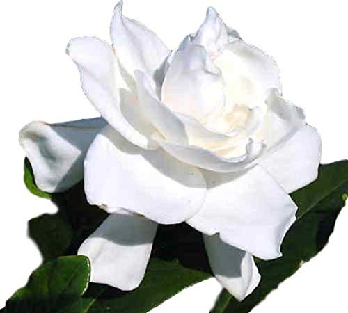 Summer Snow Gardenia Starter Plant 4L R787