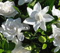 Summer Snow Gardenia Starter Plant 4L R787