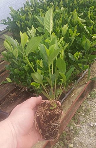 Summer Snow Gardenia Starter Plant 4L R787