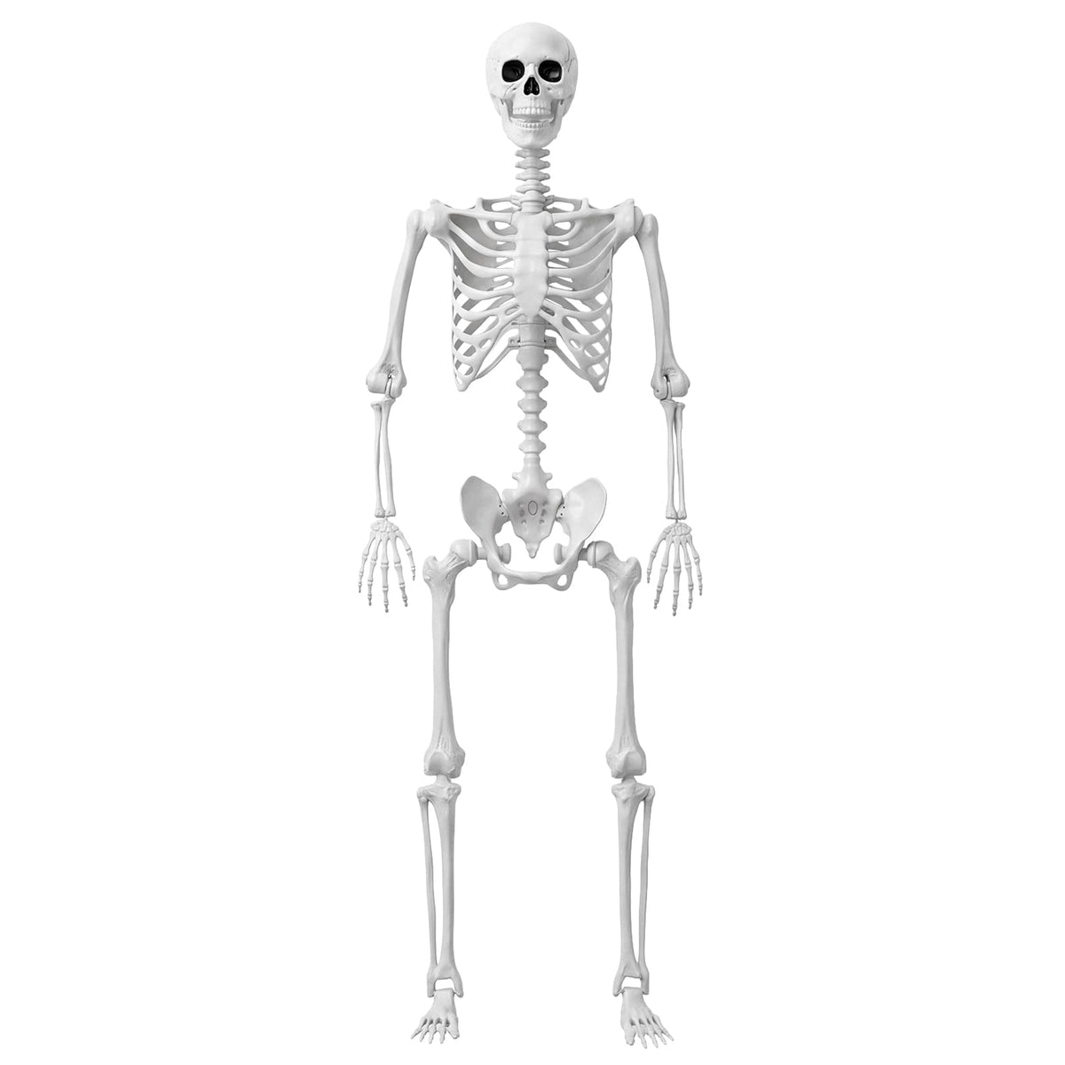 Life Size Human Skeleton with Posable Joint B689167