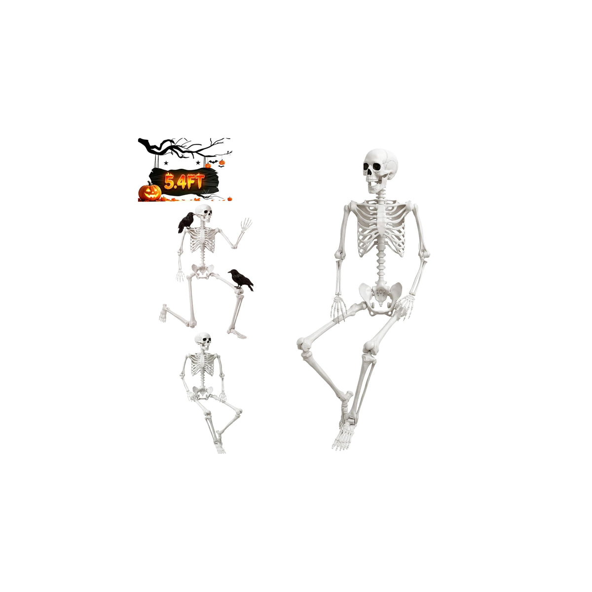 Life Size Human Skeleton with Posable Joint B689167
