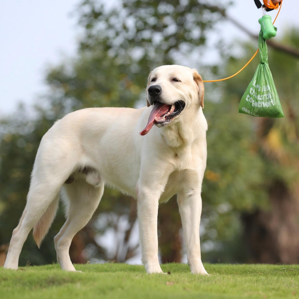 Dog Poop Bags with Handles, Large Size, 240 Bags, Unscented O718981