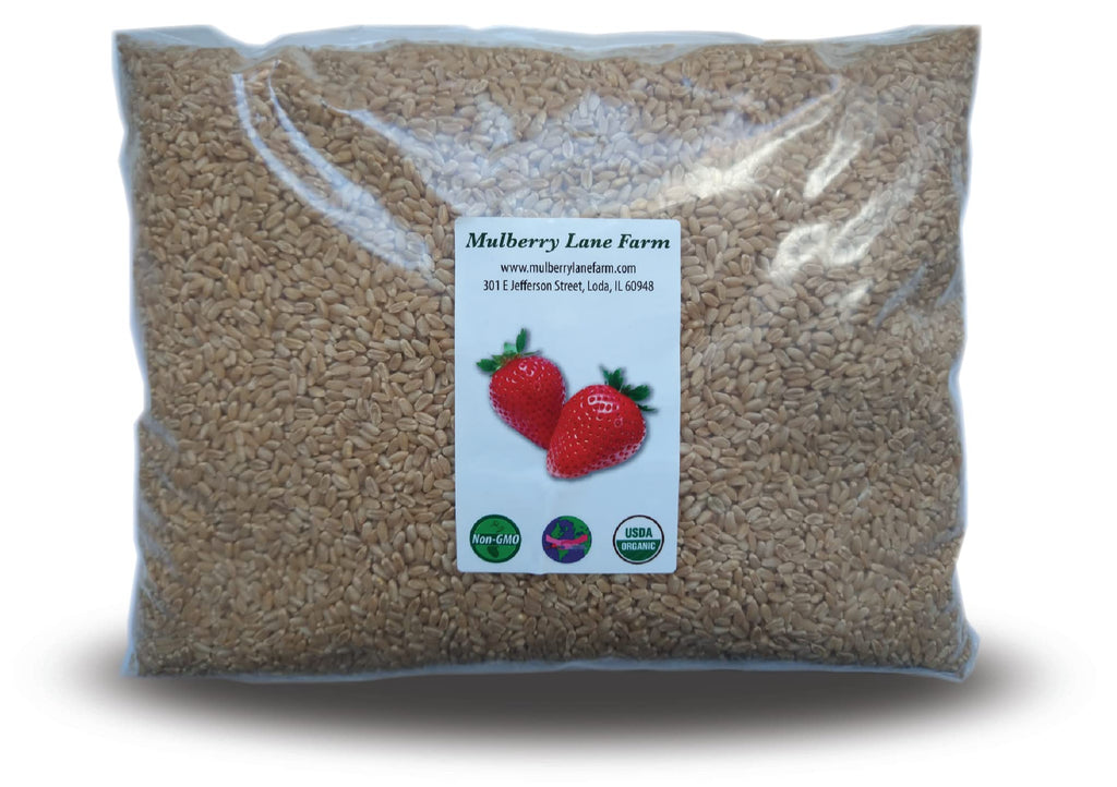 Hard White Wheat Berries 5 Pounds Organic Non-GMO I451