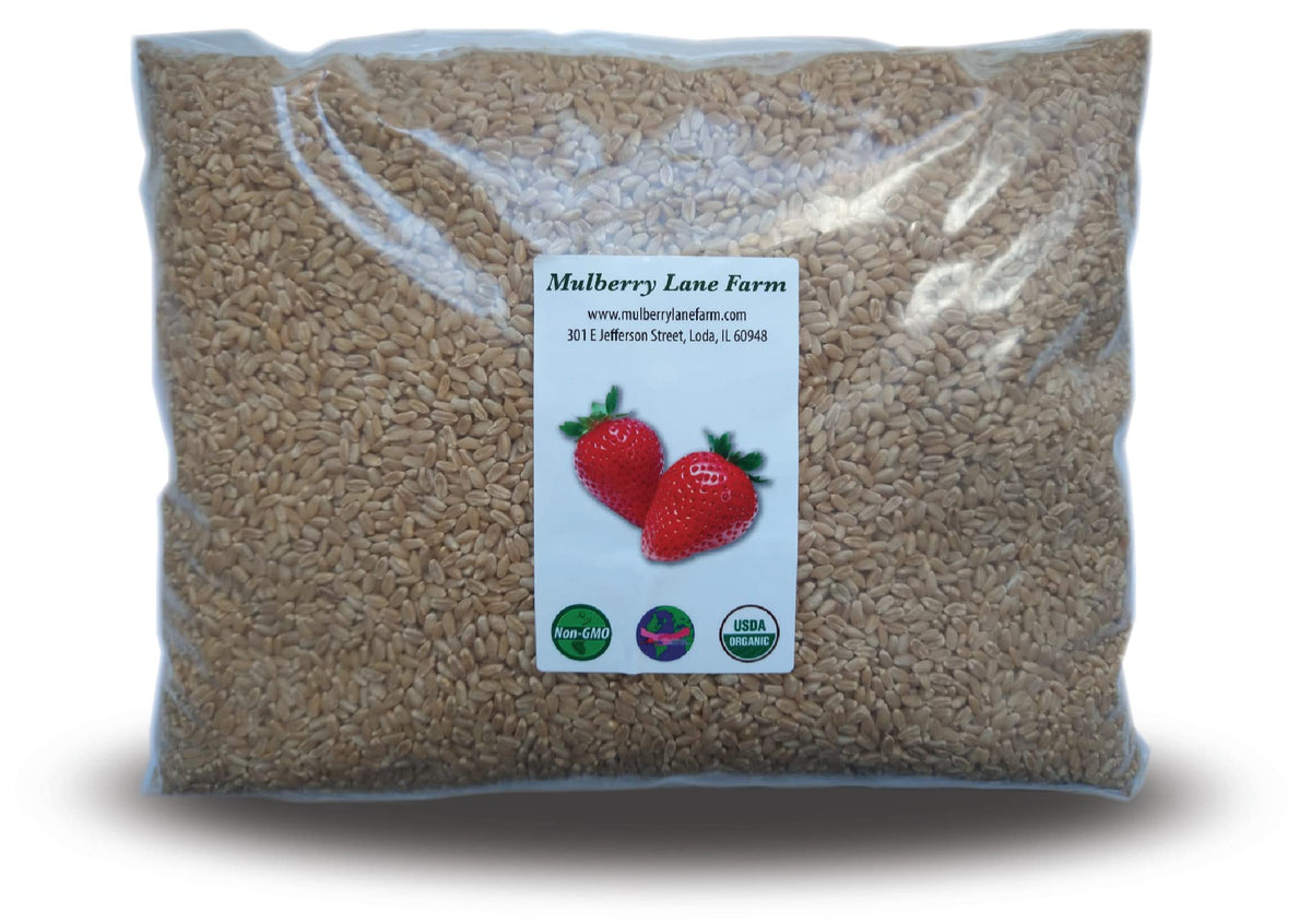 Hard White Wheat Berries 5 Pounds Organic Non-GMO I451
