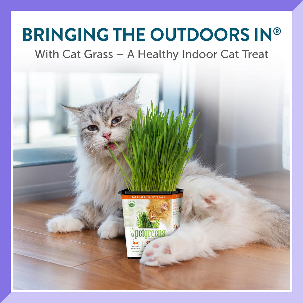 Organic Cat Grass 3-Pack D632