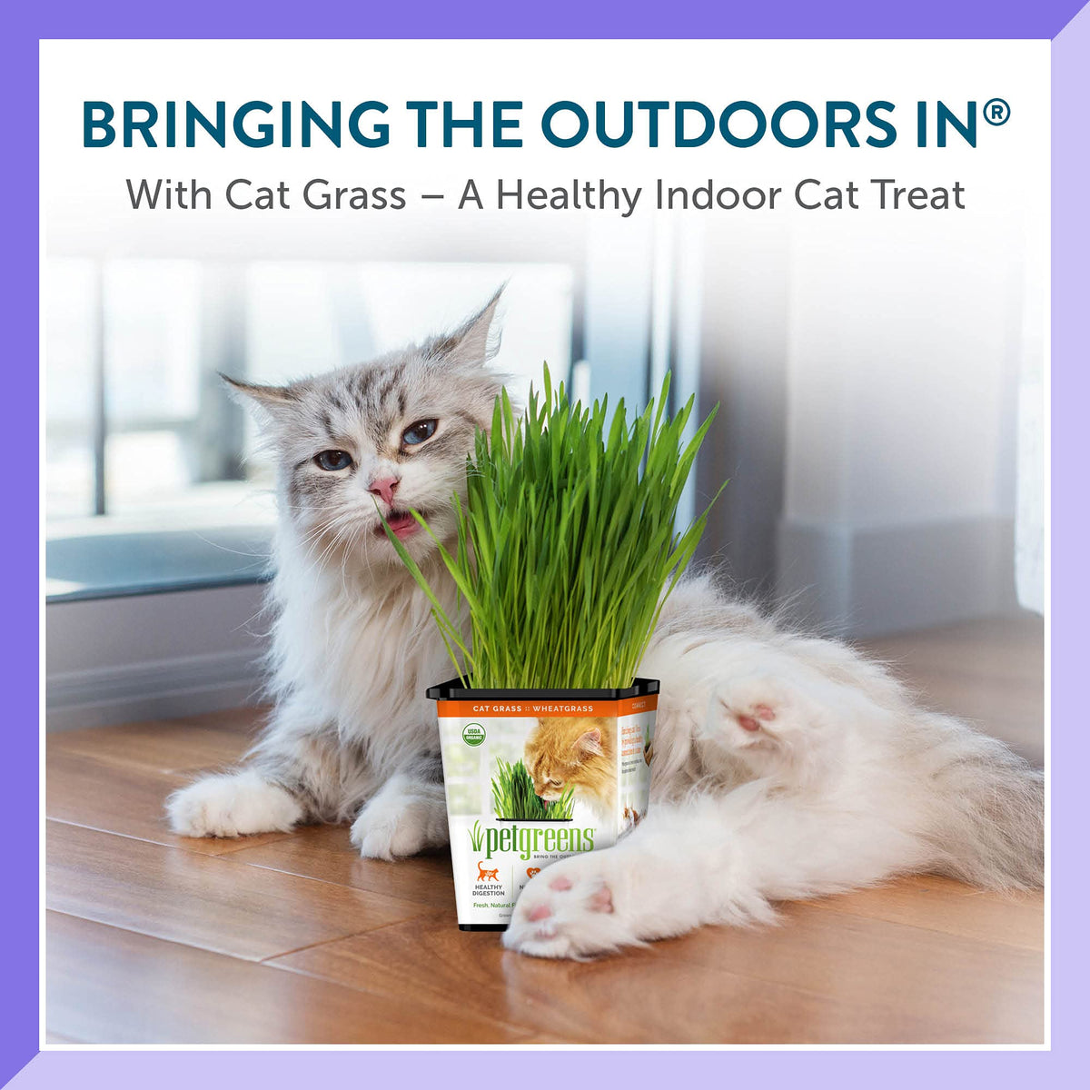 Organic Cat Grass 3-Pack D632