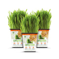 Organic Cat Grass 3-Pack D632