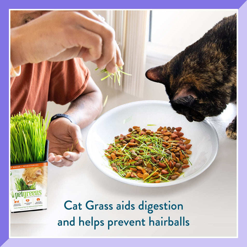 Organic Cat Grass 3-Pack D632