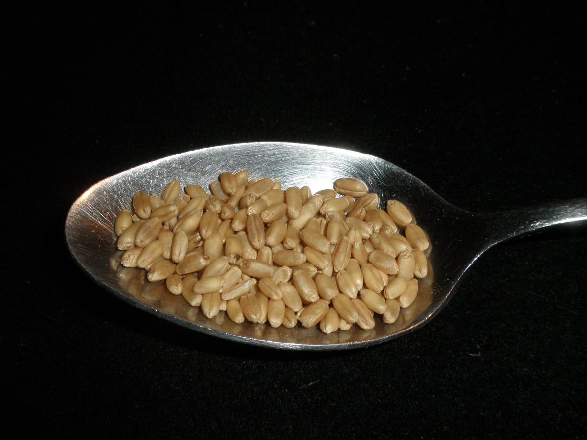 Hard White Wheat Berries 5 Pounds Organic Non-GMO I451